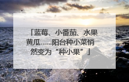 蓝莓、小番茄、水果黄瓜……阳台种小菜悄然变为“种小果”